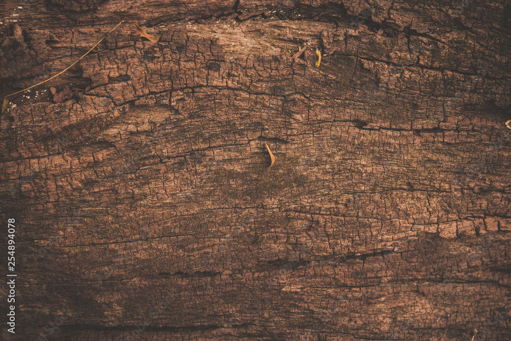 Fototapeta premium wood texture background