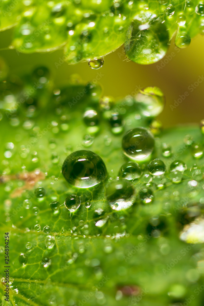 Water drops on a green leaf of strawberry Water drops on a green leaf of strawberry