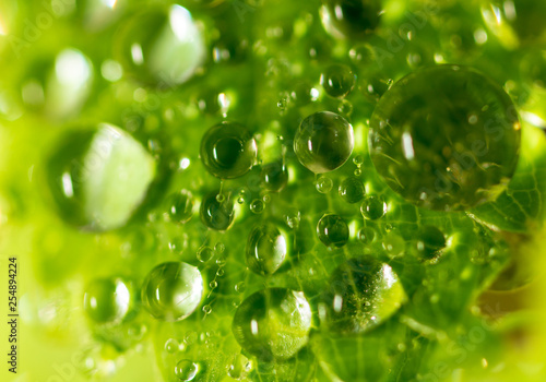 Water drops on a green leaf of strawberry