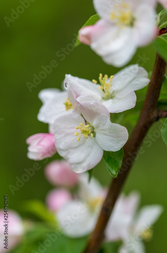 Flowers on the branches of apple trees in spring