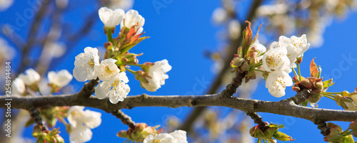 Blossom tree branches with sky at background.