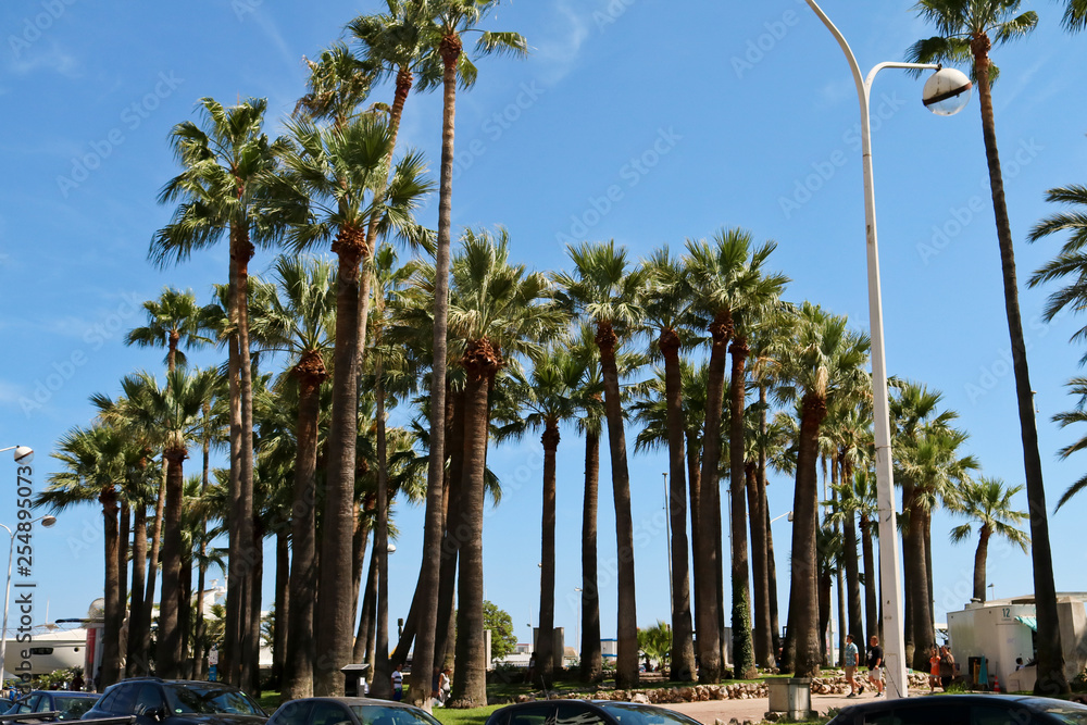 Fototapeta premium palm