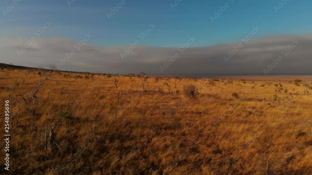 A large plain with a small herd of zebras, at Tsavo West, Kenya. Aerial shots during sunrise. A large plain with a small herd of zebras, at Tsavo West, Kenya. Aerial shots during sunrise.
