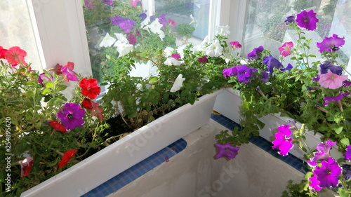 Petunias and Surfinias on the balcony