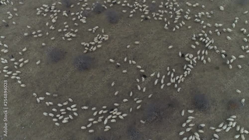Flock of sheep graze on countryside, top down aerial view Flock of sheep graze on countryside, top down aerial view