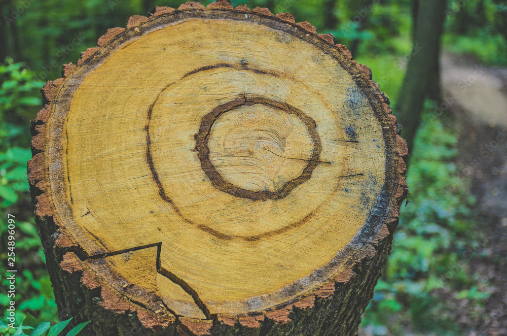 Stump with rings from a large sawn tree in the forest