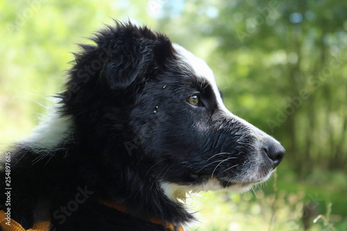 Primo piano di un cucciolo di border collie, animali e natura © Sara