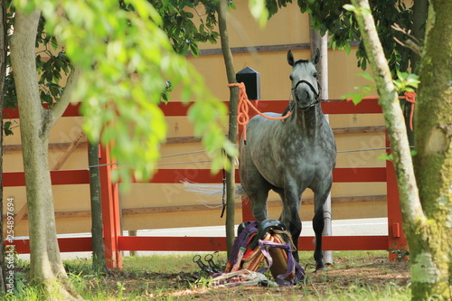 京都、上賀茂神社の神事、賀茂競馬の馬 photo