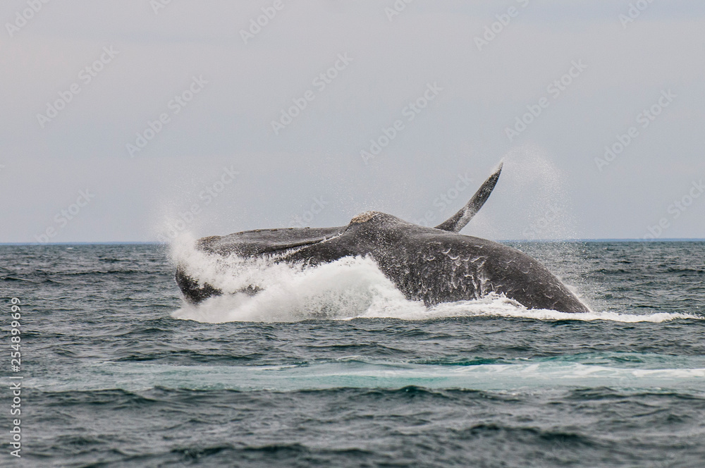 Fototapeta premium Whale jumping in Peninsula Valdes,, Patagonia, Argentina