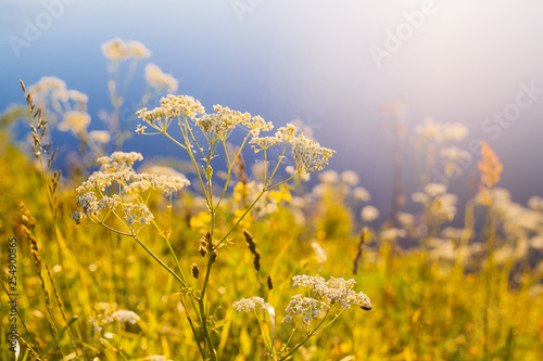 Retro Vintage Soft Focus With Grass And Flowers