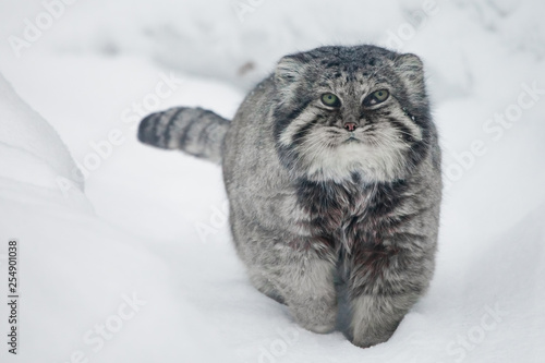 wild cat manul is walking in the snow photo