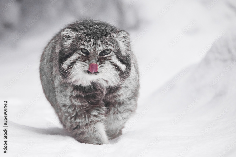 beautiful but severe fluffy and angry wild cat manul is walking in the snow right at you full face, a white snow background beautiful but severe fluffy and angry wild cat manul is walking in the snow right at you full face, a white snow background