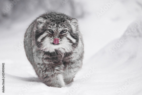 beautiful but severe fluffy and angry wild cat manul is walking in the snow right at you full face, a white snow background