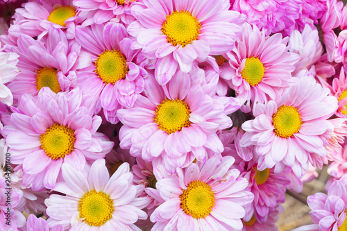 Beautiful pink flower on natural blurred background in the garden