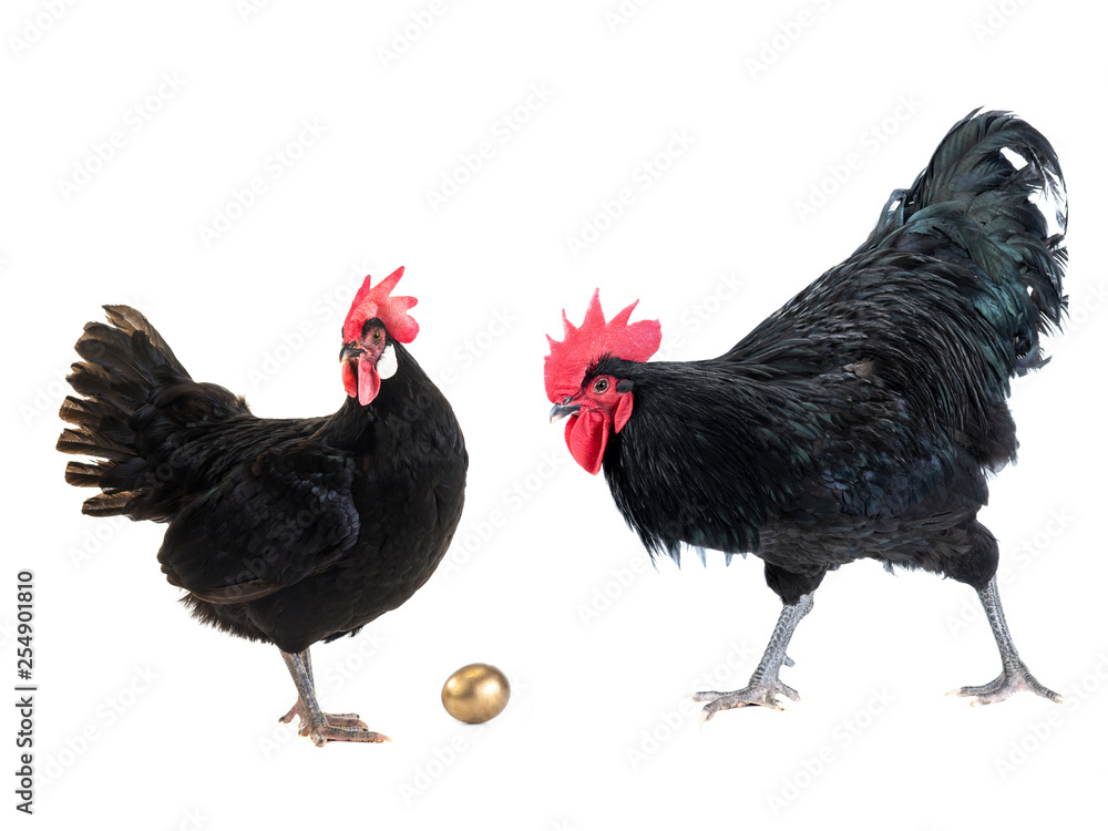 chicken and and rooster near golden egg chicken and and rooster near golden egg