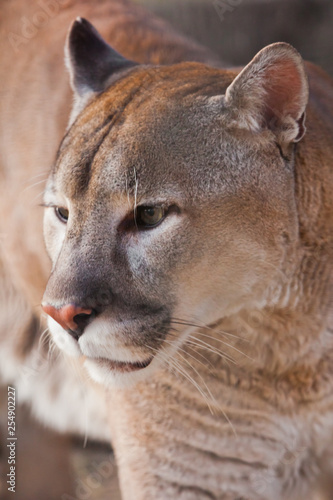 Muzzle of cougar close up, orange yellow big cat,