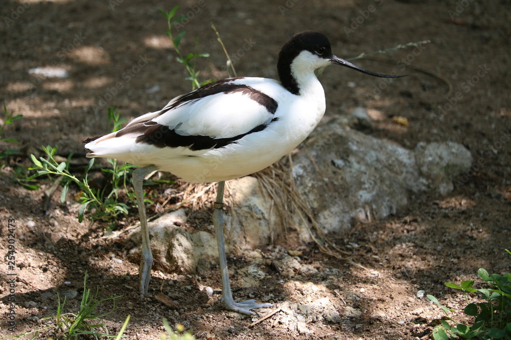 bird bird