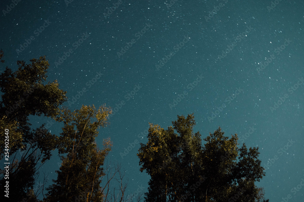 Fototapeta premium night in the forest