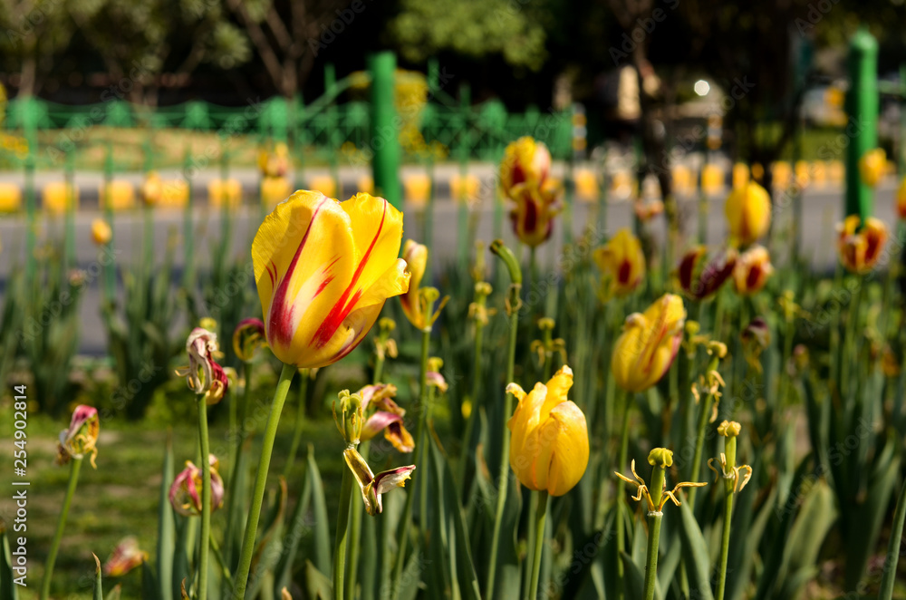 Red and yellow colored tulip standing against a bunch of yellow and red tulips standing tall at a roundabout in Delhi and in Mughal Garden at Rashtrapati Bhawan, Delhi, India Red and yellow colored tulip standing against a bunch of yellow and red tulips standing tall at a roundabout in Delhi and in Mughal Garden at Rashtrapati Bhawan, Delhi, India