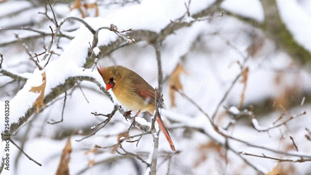 Closeup of one female red northern cardinal, Cardinalis, bird sitting perched on oak tree branch during winter snow in Virginia with crest Closeup of one female red northern cardinal, Cardinalis, bird sitting perched on oak tree branch during winter snow in Virginia with crest