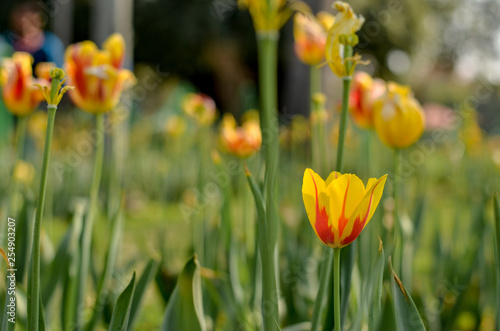 A bunch of yellow and red tulips standing tall at a roundabout in Delhi and in Mughal Garden at Rashtrapati Bhawan  Delhi  India