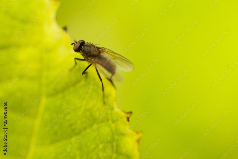 fly fly closeup. a fly on a leaf fly fly closeup. a fly on a leaf