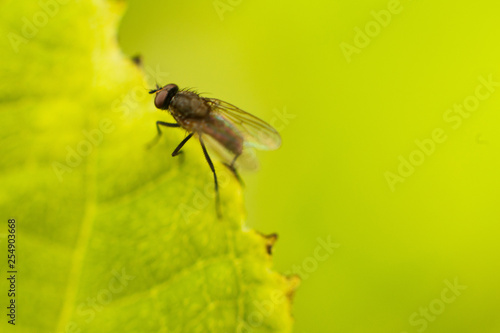 fly fly closeup. a fly on a leaf