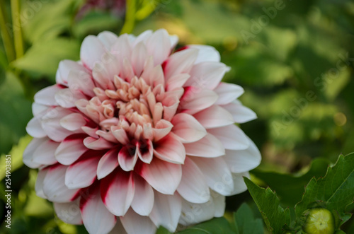 Close up of a white and red Dahlia flower 