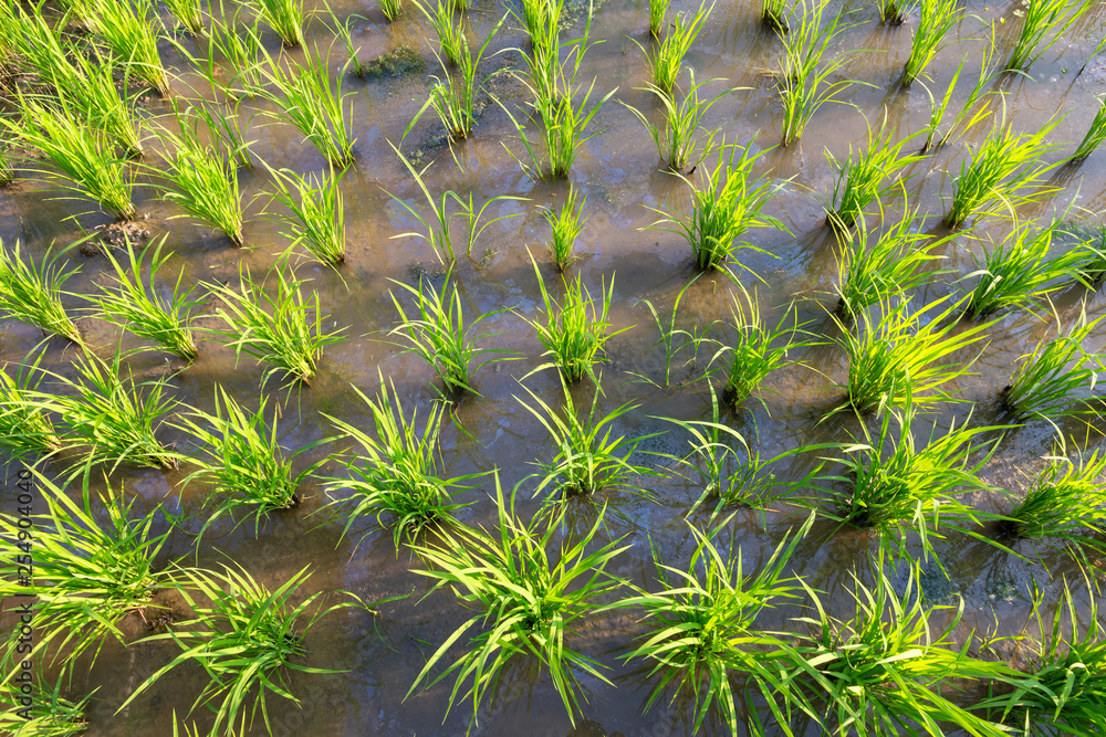 Rice Plants or Organic rice in the water, sprout ready to growing in the rice field, growth concept. Rice Plants or Organic rice in the water, sprout ready to growing in the rice field, growth concept.