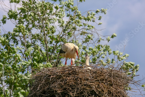 storks in the nest in spring