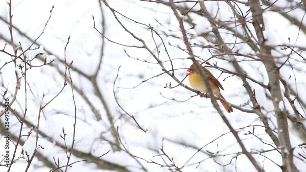 Closeup of one female red northern cardinal, Cardinalis, bird sitting perched on tree branch with buds during winter snow in Virginia with crest Closeup of one female red northern cardinal, Cardinalis, bird sitting perched on tree branch with buds during winter snow in Virginia with crest