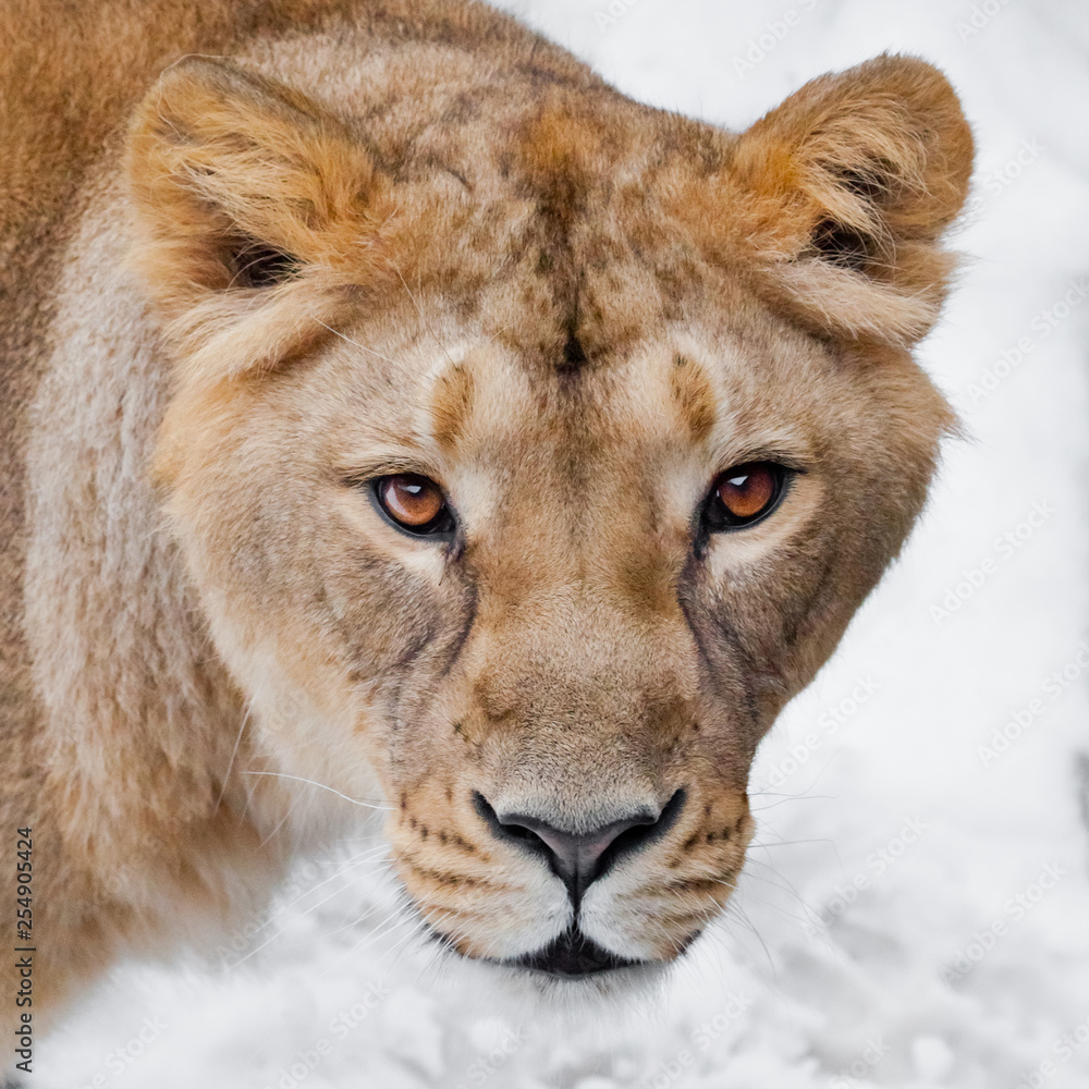 Fototapeta premium Muzzle of a lioness (female lion) close-up, greedy passionate look hungry brown eyes predator right at you. symmetrically on a white background.