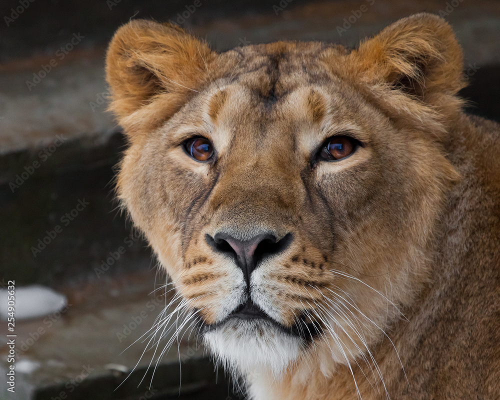 Muzzle of a lioness close up, beautiful yellow-orange eyes. on a dark background. Muzzle of a lioness close up, beautiful yellow-orange eyes. on a dark background.