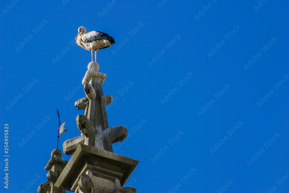 Stork in Aranda de Duero. Burgos. Spain