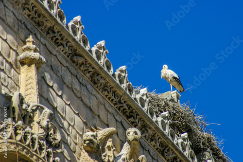 Stork in Aranda de Duero. Burgos. Spain