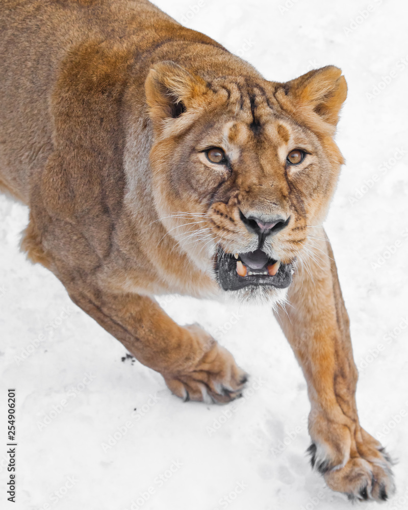 Obraz premium evil predatory gaze of the yellow eyes, the menacing roar of the ajar toothy mouth. The front of the female lion, the muzzle and the paws are white background.