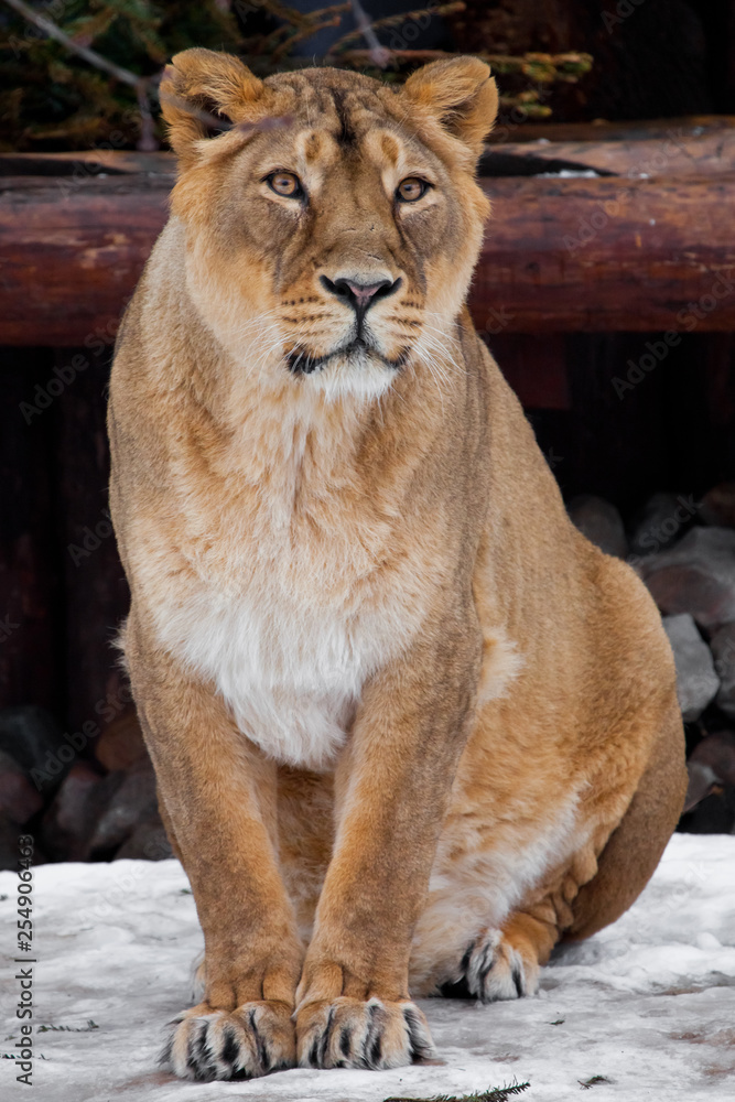 A lioness is a large predatory cat sitting on the snow and looking straight ahead, a rare animal, the Asian lion. A lioness is a large predatory cat sitting on the snow and looking straight ahead, a rare animal, the Asian lion.