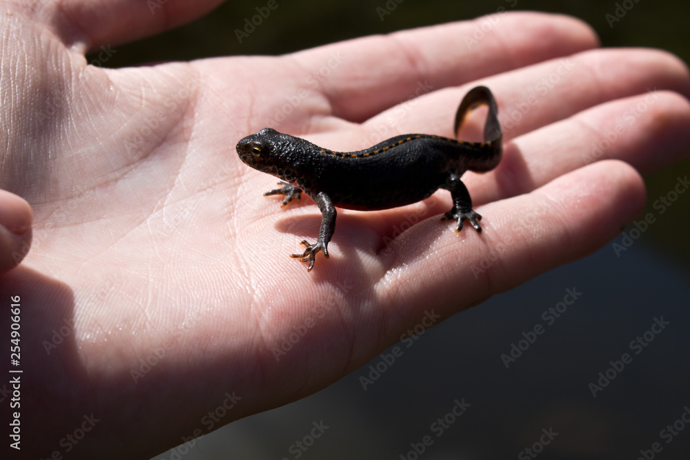 Obraz premium salamander