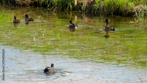 Coot attack mallard duck family photo