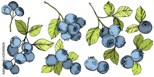 Vector Blueberry green and blue engraved ink art. Berries and green leaves. Isolated blueberry illustration element.