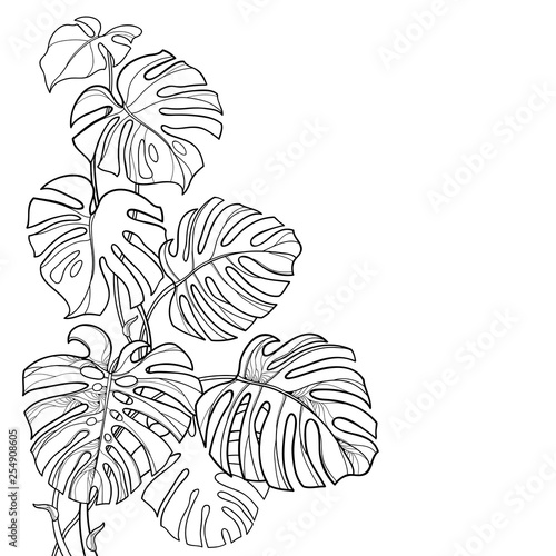 Corner leaf bunch with outline tropical Monstera or Swiss cheese plant in black isolated on white background.