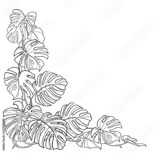 Corner foliage bunch with outline tropical Monstera or Swiss cheese plant in black isolated on white background.