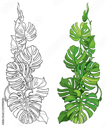 Set with outline tropical Monstera or Swiss cheese plant leaf bunch in black and green isolated on white background.