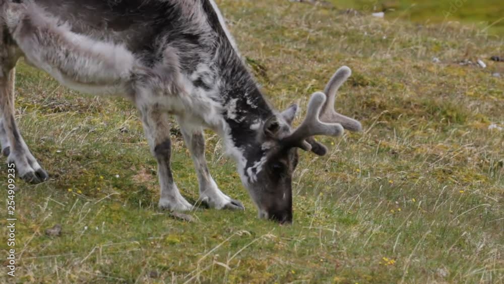 Reindeer eating green grass in the tundra. Svalbard Reindeer eating green grass in the tundra. Svalbard