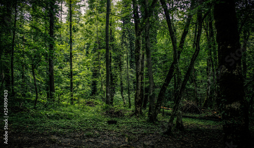 Forest © aleksandrlis3