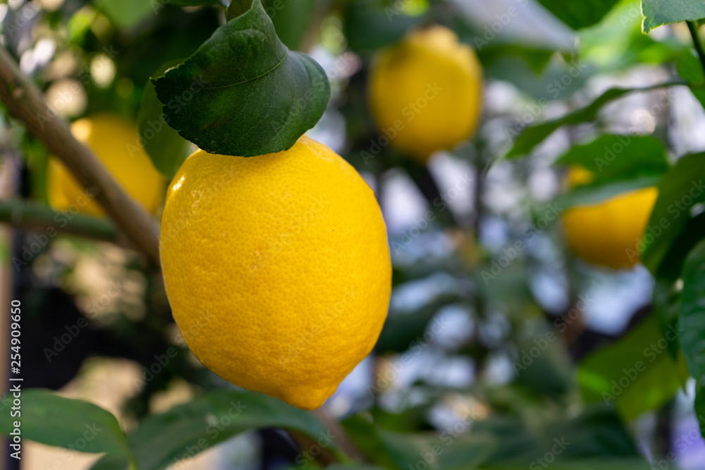 Lemon on a tree