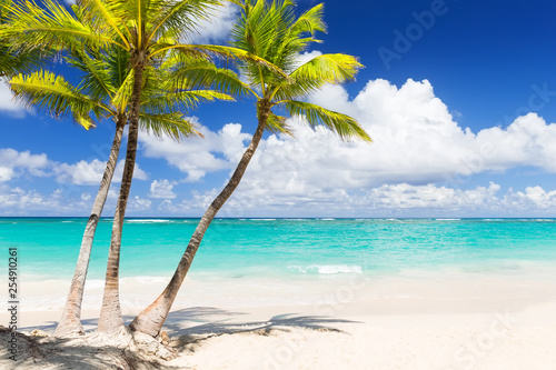 Fototapeta Naklejka Na Ścianę i Meble -  Coconut Palm trees on white sandy beach