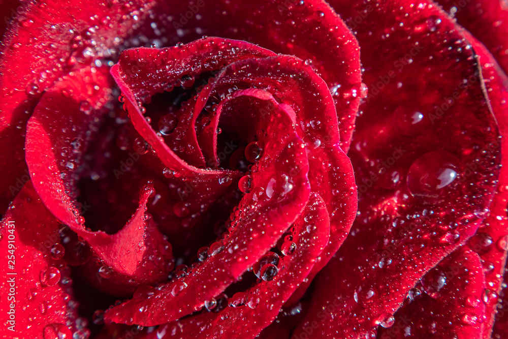 Red rose in water drops close up. Red rose in water drops close up.