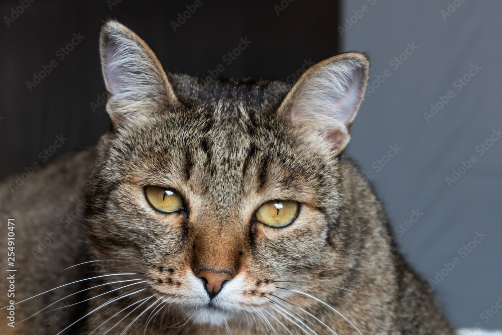 Muzzle striped cat with green eyes close-up Muzzle striped cat with green eyes close-up