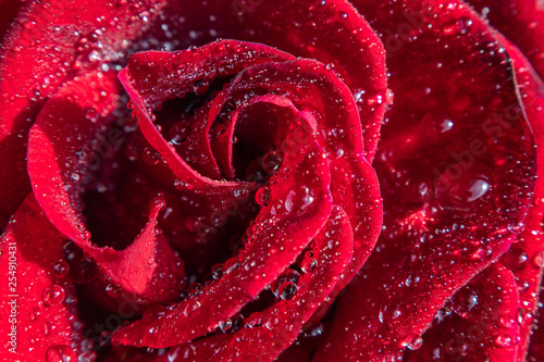 Red rose in water drops close up.